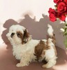 Shih tzu Piesek FCI - 3