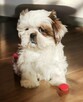 Shih tzu Piesek FCI - 10