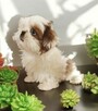 Shih tzu Piesek FCI - 4