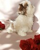 Shih tzu Piesek FCI - 6