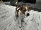 Suczka Jack Russel Terrier - 3