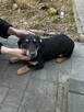 Gucio, wesoły szczeniaczek do adopcji - 6