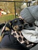 Gucio, wesoły szczeniaczek do adopcji - 3