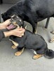 Gucio, wesoły szczeniaczek do adopcji - 5