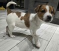 Suczka Jack Russel Terrier - 4