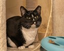 RAMZES - ciekawski, wesoły kocurek szuka kochającego domu - 5