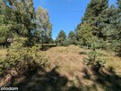Działka zalesiona 8236m z mediami. - 3
