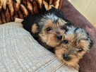 Yorki szukają domu - 4