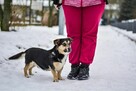 Wituś-niewielki, niskopodłogowy psiak do adopcji - 7