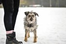 Florka- cudowna deikatna suczka czeka na dom-adoptuj - 5