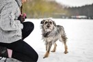 Florka- cudowna deikatna suczka czeka na dom-adoptuj - 6