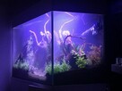 Akwarium 200 litrów + szafka, pokrywa biały lakier, osprzęt - 2