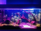 Akwarium 200 litrów + szafka, pokrywa biały lakier, osprzęt - 5