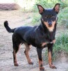 ZORRO - niewielki psiak w typie pinczera szuka domu - 3
