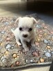 Suczka Chihuahua do odbioru w marcu - 4