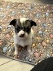 Suczka Chihuahua do odbioru w marcu - 2