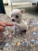 Suczka Chihuahua do odbioru w marcu - 2