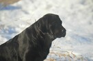 Labrador Retriever ZKWP/FCI - piękne czarne szczenięta