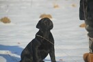 Labrador Retriever ZKWP/FCI - piękne czarne szczenięta - 4