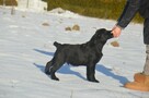 Labrador Retriever ZKWP/FCI - piękne czarne szczenięta - 3