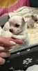 Suczka Chihuahua do odbioru w marcu - 2