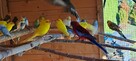 Sprzedam papugi widoczne na zdjęciach - 5