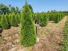 Sadzenie Żywopłotów - Tuje szmaragd z dostawą gratis śląsk - 8