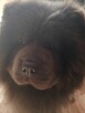 Chow Chow reproduktor - 5