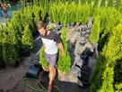 Tuje Szmaragd wysokie Bielsko Biała - dostawa gratis ! - 4