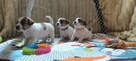 Jack Russell terrier fci - 2