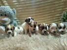 Jack Russell terrier fci - 8