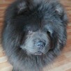 Chow Chow reproduktor - 2