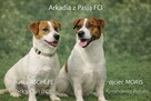 Jack Russell terrier fci - 6