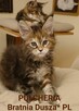 Maine Coon koteczka PULCHERIA Bratnia Dusza *PL