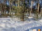 1000 m² zielonej działki na lekkim wzniesieniu - 4