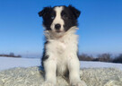 Rasowy BORDER COLLIE z prof. Hodowli, Pies z pełną dok. - 2