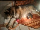 Alaskan Malamute Szczenięta na sprzedaż - 4