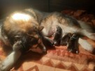 Alaskan Malamute Szczenięta na sprzedaż - 3
