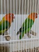 Papugi kanarki - 8