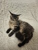 Koty maine coon - 9