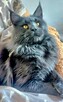 Reproduktor Maine Coon Poszukuje Kotek do Krycia - 4