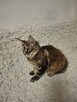 Koty maine coon - 5