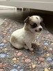 Piesek Chihuahua do odbioru w marcu - 4