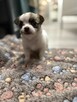 Piesek Chihuahua do odbioru w marcu - 2