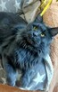 Reproduktor Maine Coon Poszukuje Kotek do Krycia - 3