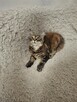 Koty maine coon - 7