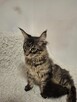 Koty maine coon - 6