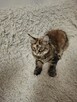 Koty maine coon - 2