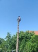 Wycinka Drzew z Kosza Alpinistyczna