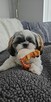 Szczeniaki Shih tzu - 10